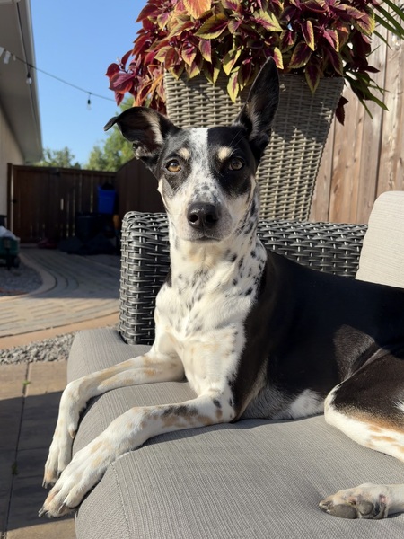 Entry image for Millie. Clicking this image will show a larger photo