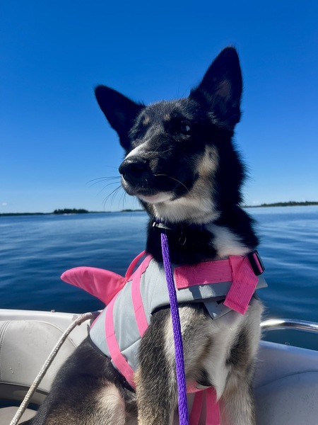 Entry image for Piper. Clicking this image will show a larger photo