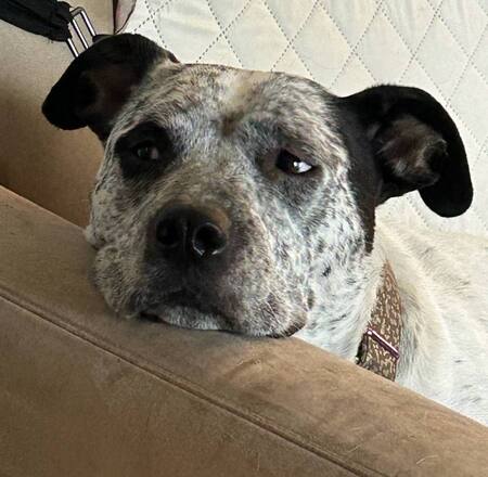 Entry image for Bella. Clicking this image will show a larger photo