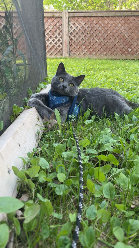 Entry image for Darla. Clicking this image will show a larger photo