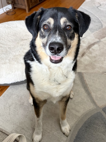 Entry image for Scout. Clicking this image will show a larger photo