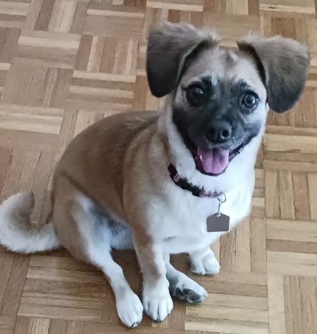 Entry image for Gracie. Clicking this image will show a larger photo