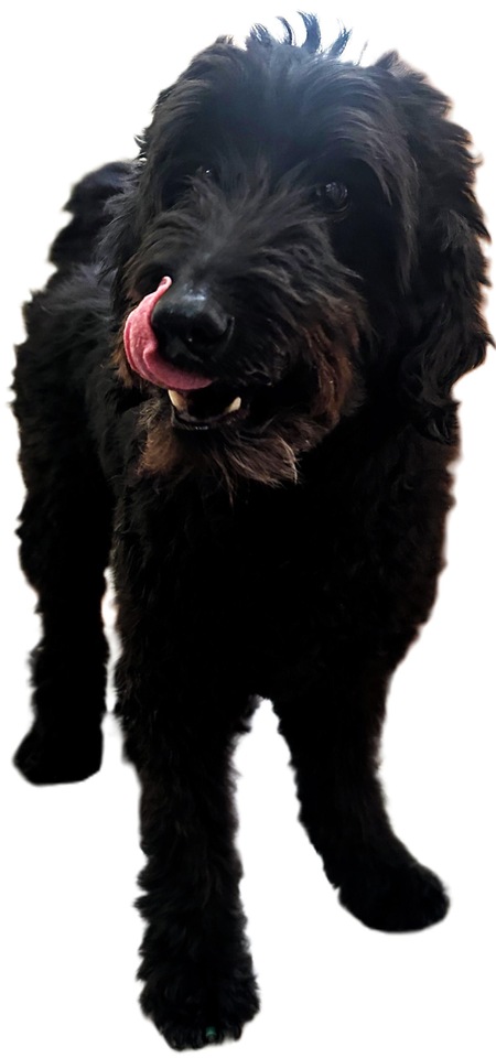 Entry image for Sully. Clicking this image will show a larger photo