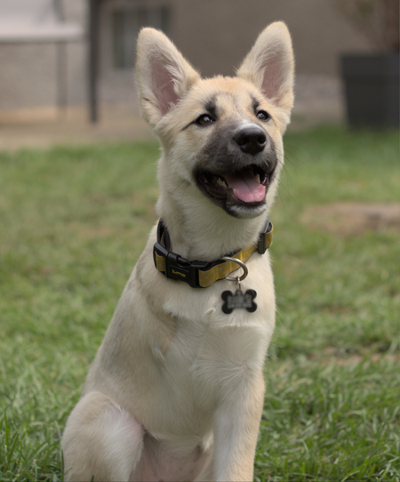 Entry image for Cora. Clicking this image will show a larger photo
