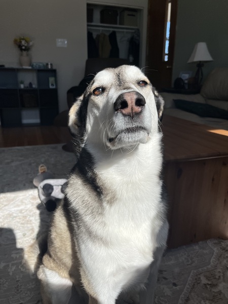 Entry image for Bandit. Clicking this image will show a larger photo
