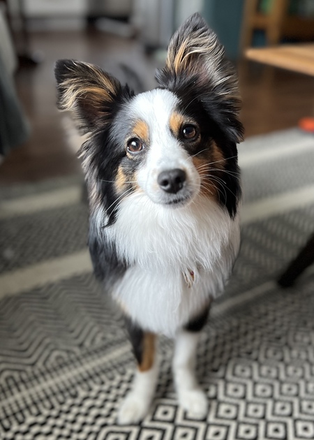 Entry image for Murphy. Clicking this image will show a larger photo