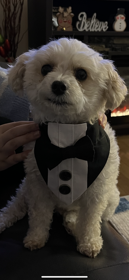 Entry image for Sparky. Clicking this image will show a larger photo