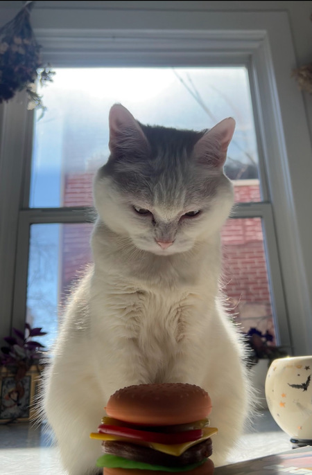 Entry image for Khaleesi . Clicking this image will show a larger photo