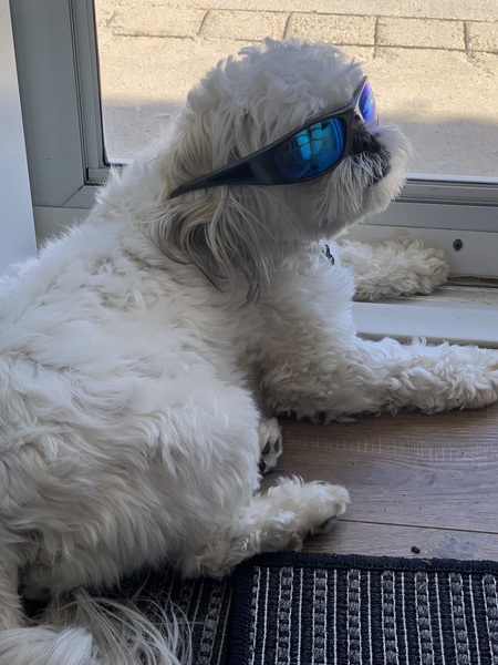 Entry image for Baxter. Clicking this image will show a larger photo