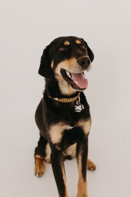 Entry image for Bruno. Clicking this image will show a larger photo