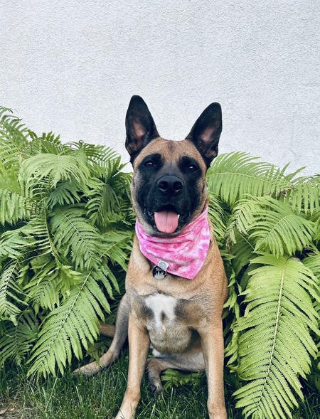 Entry image for Maggie . Clicking this image will show a larger photo