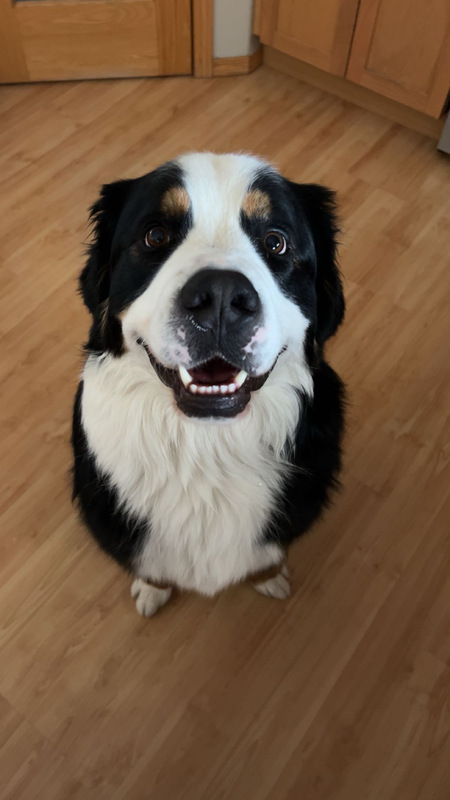 Entry image for Dodger. Clicking this image will show a larger photo