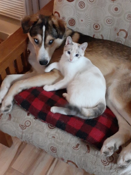 Entry image for Finn . Clicking this image will show a larger photo