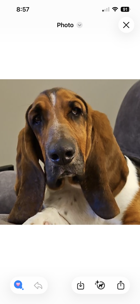 Entry image for Otis. Clicking this image will show a larger photo
