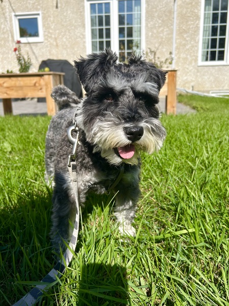 Entry image for Dot. Clicking this image will show a larger photo