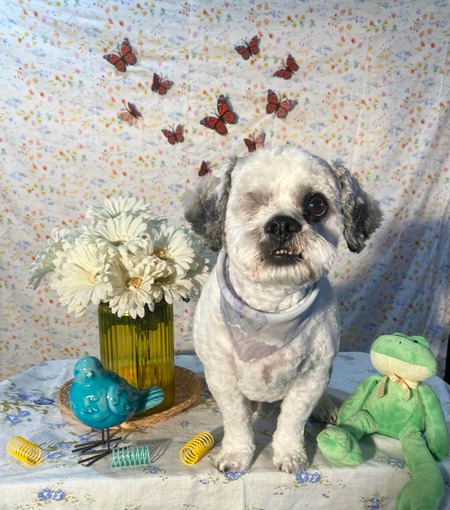 Entry image for Finn. Clicking this image will show a larger photo