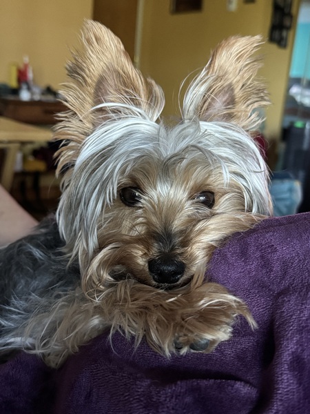 Entry image for Fergus. Clicking this image will show a larger photo