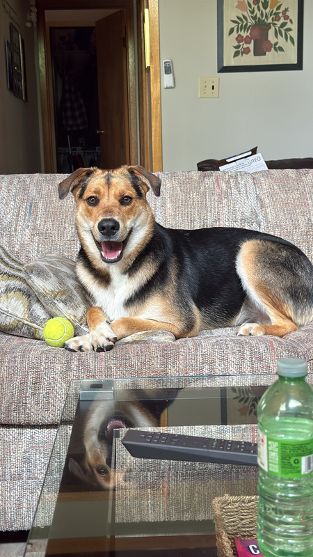Entry image for Cooper. Clicking this image will show a larger photo