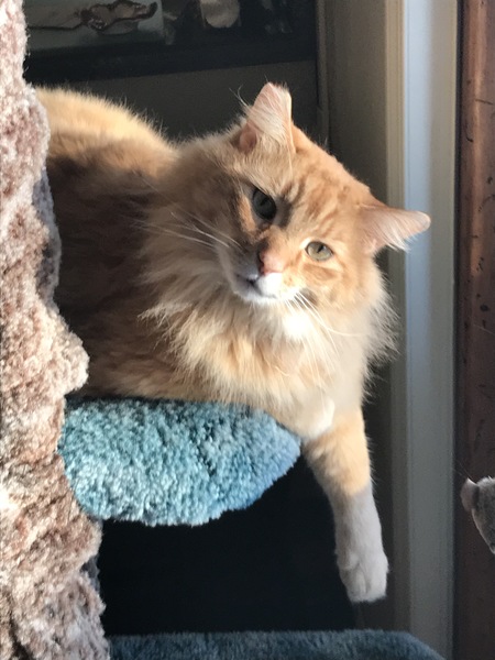 Entry image for Simba. Clicking this image will show a larger photo