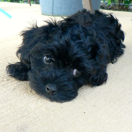 Entry image for Cookie. Clicking this image will show a larger photo