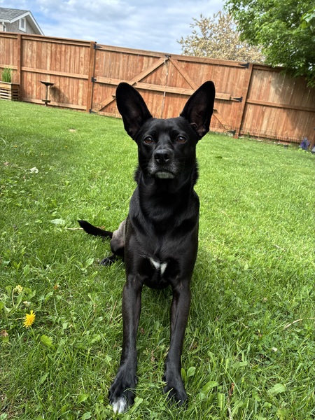 Entry image for DEXTER. Clicking this image will show a larger photo