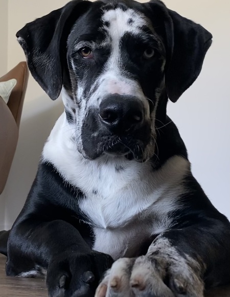 Entry image for Archie. Clicking this image will show a larger photo