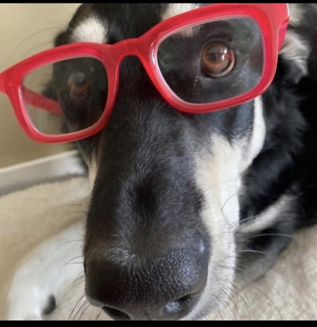 Entry image for Goofball O.B.. Clicking this image will show a larger photo