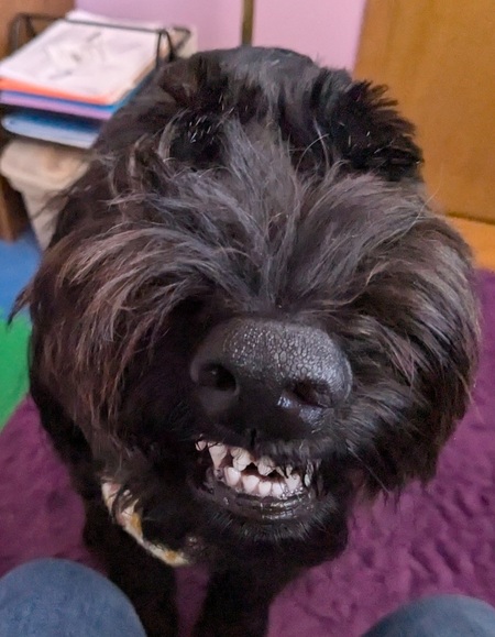 Entry image for Rosie. Clicking this image will show a larger photo
