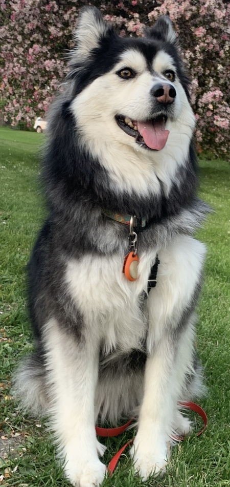 Entry image for Pepper. Clicking this image will show a larger photo