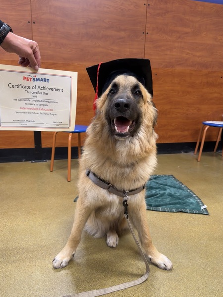 Entry image for Gus. Clicking this image will show a larger photo