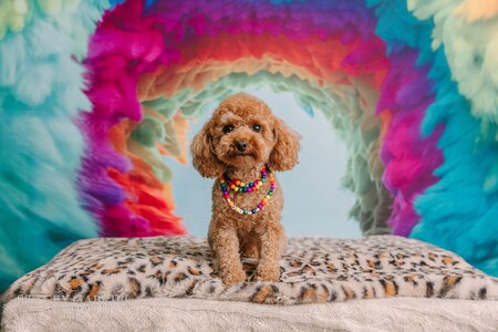 Entry image for Penny. Clicking this image will show a larger photo
