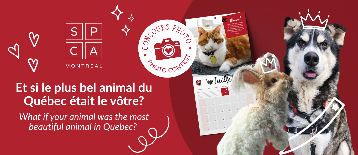 Banner for Concours calendrier 2027 de la SPCA de Montréal | Montreal SPCA 2027 Calendar Photo Contest