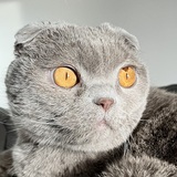 Entry image for Bagheera