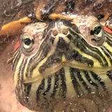 Entry image for Speedo