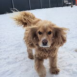 Entry image for Toby 