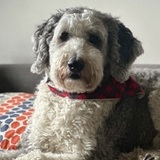 Entry image for Rufus
