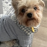 Entry image for Pippin