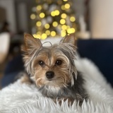 Entry image for Stella