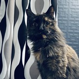 Entry image for MAGGIE