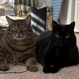 Entry image for Chonk and Velvet
