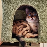 Entry image for Suki