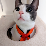 Entry image for Charlie