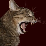 Entry image for Filou