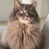 Entry image for Féline Dion