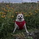 Entry image for Stella