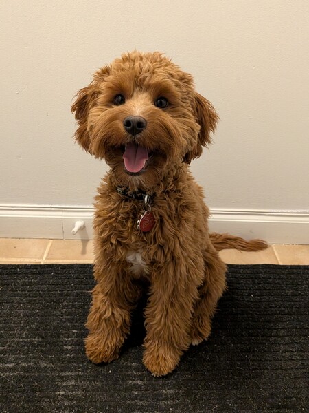 Entry image for Archie. Clicking this image will show a larger photo