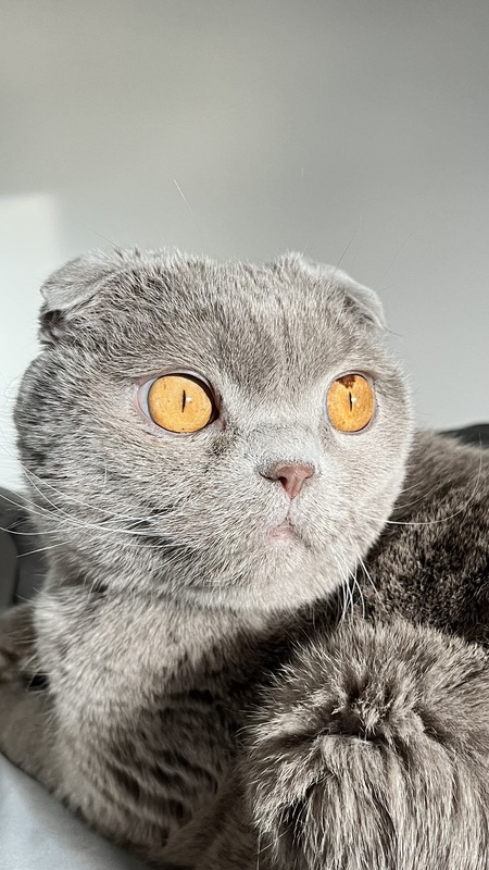 Entry image for Bagheera. Clicking this image will show a larger photo