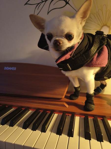 Entry image for Loulou . Clicking this image will show a larger photo