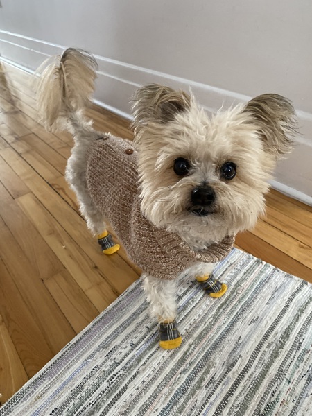 Entry image for Reese. Clicking this image will show a larger photo