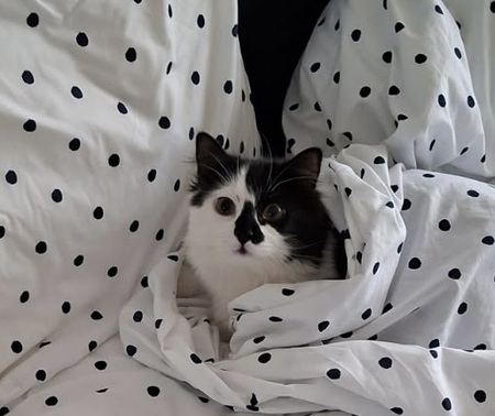 Entry image for Leeloo. Clicking this image will show a larger photo